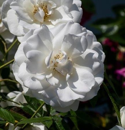 correcteur orthographique pdf