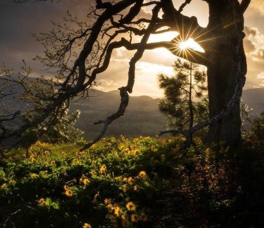 easy sight word sentences pdf